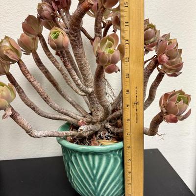 Sale Photo Thumbnail #522: Pot is in good condition, comes with plant