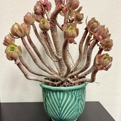 Sale Photo Thumbnail #520: Pot is in good condition, comes with plant