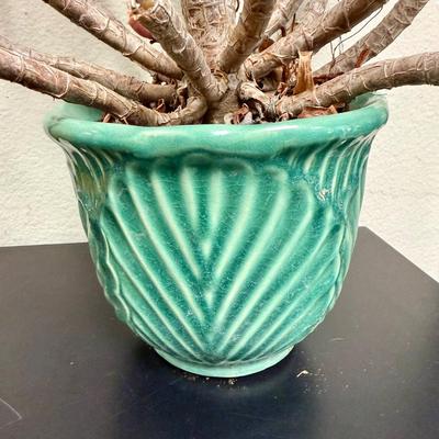 Sale Photo Thumbnail #521: Pot is in good condition, comes with plant