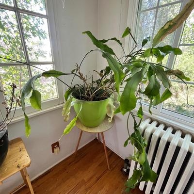 Lot 202 Large plant with pot