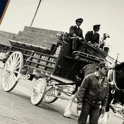 Lot 210 Budweiser Clydestales marching in Ft. Morgan Parade