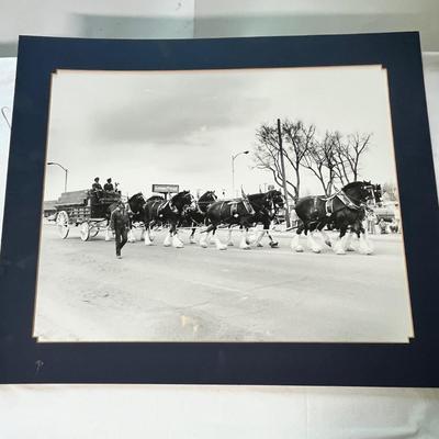 Lot 210 Budweiser Clydestales marching in Ft. Morgan Parade