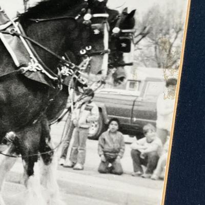 Lot 210 Budweiser Clydestales marching in Ft. Morgan Parade