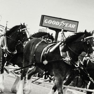 Lot 210 Budweiser Clydestales marching in Ft. Morgan Parade