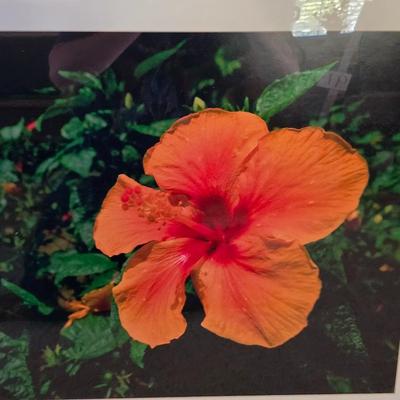 Hibiscus Wall Art & Faux Floral Arrangement