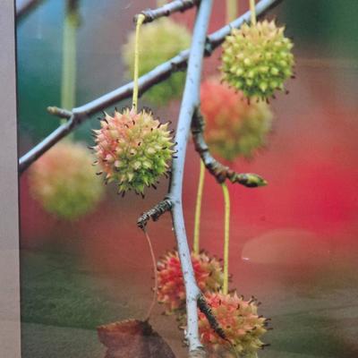 Pair of Framed Art Prints with Decorative Vase