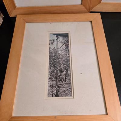 Seasonal Aspen Tree Photo Trio - Summer - Fall - Winter with faux tree trunk vase and greenery