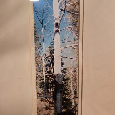 Seasonal Aspen Tree Photo Trio - Summer - Fall - Winter with faux tree trunk vase and greenery