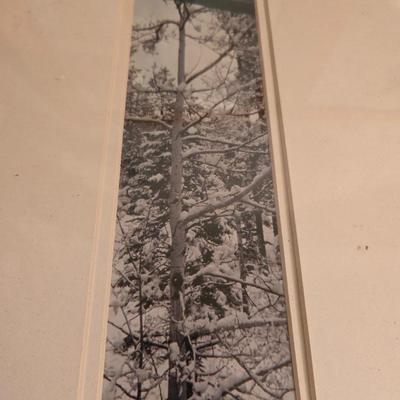 Seasonal Aspen Tree Photo Trio - Summer - Fall - Winter with faux tree trunk vase and greenery