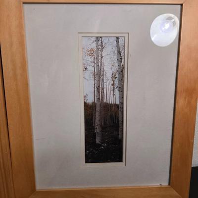 Seasonal Aspen Tree Photo Trio - Summer - Fall - Winter with faux tree trunk vase and greenery