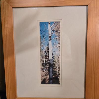 Seasonal Aspen Tree Photo Trio - Summer - Fall - Winter with faux tree trunk vase and greenery