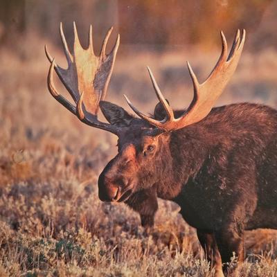 Wildlife Art Prints: Moose & Bear