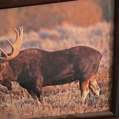 Wildlife Art Prints: Moose & Bear