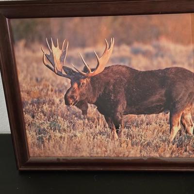 Wildlife Art Prints: Moose & Bear