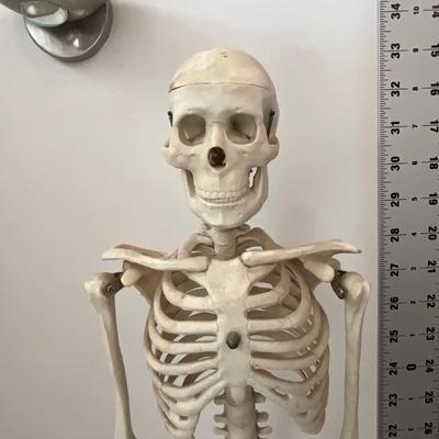Skeleton