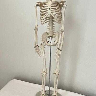 Skeleton