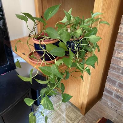 LOT 45F: Pair of Pothos Plants