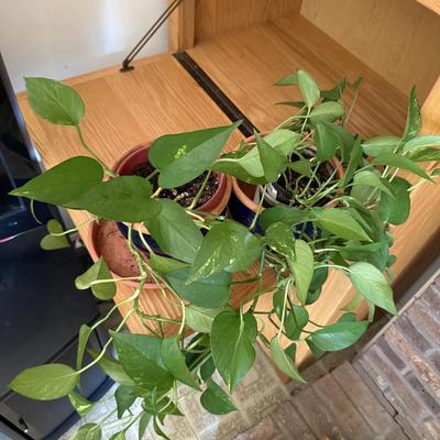 LOT 45F: Pair of Pothos Plants