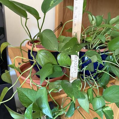 LOT 45F: Pair of Pothos Plants