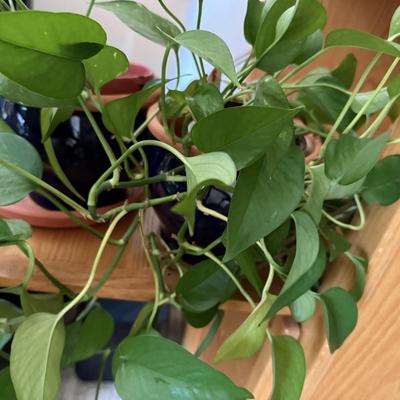 LOT 45F: Pair of Pothos Plants