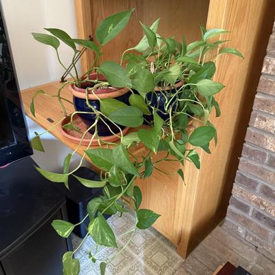 LOT 45F: Pair of Pothos Plants