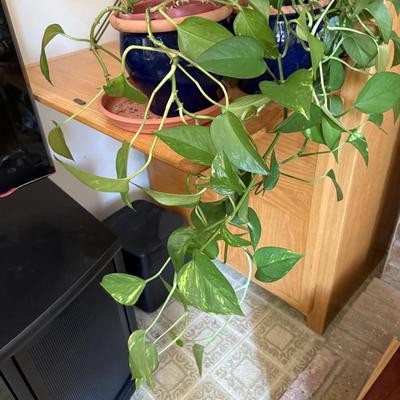 LOT 45F: Pair of Pothos Plants