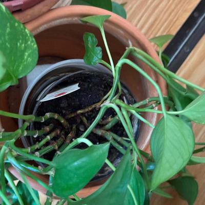 LOT 45F: Pair of Pothos Plants