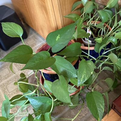 LOT 45F: Pair of Pothos Plants