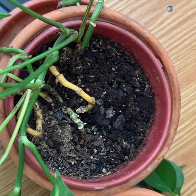 LOT 45F: Pair of Pothos Plants