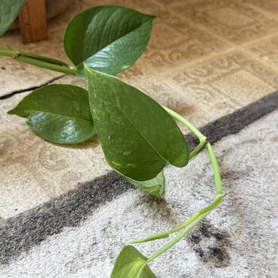 LOT 46F: Trio of Potted Live Plants