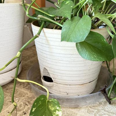 LOT 46F: Trio of Potted Live Plants