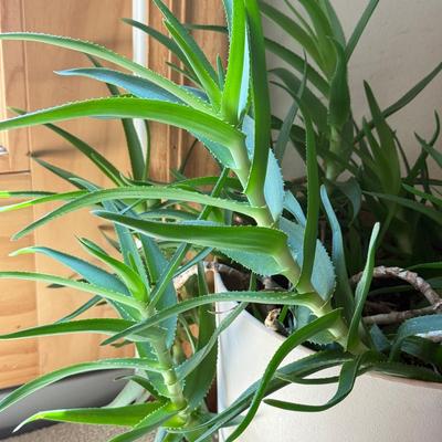 LOT 46F: Trio of Potted Live Plants
