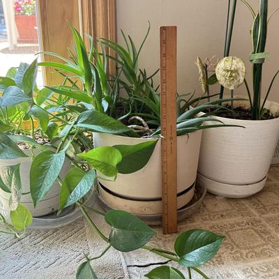 LOT 46F: Trio of Potted Live Plants