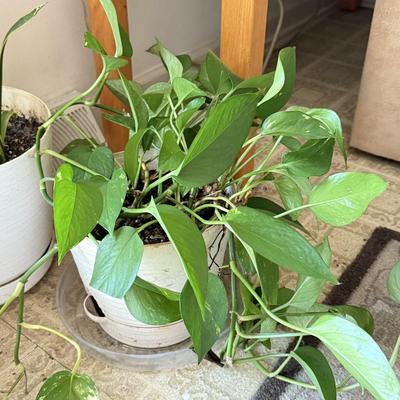 LOT 46F: Trio of Potted Live Plants