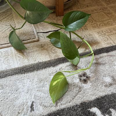 LOT 46F: Trio of Potted Live Plants