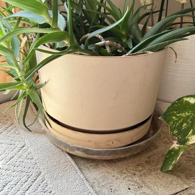 LOT 46F: Trio of Potted Live Plants