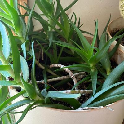 LOT 46F: Trio of Potted Live Plants