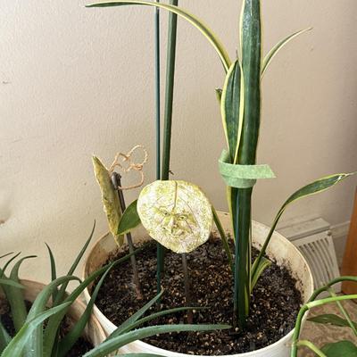 LOT 46F: Trio of Potted Live Plants