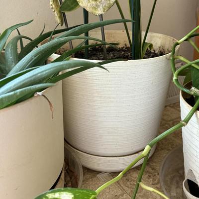 LOT 46F: Trio of Potted Live Plants