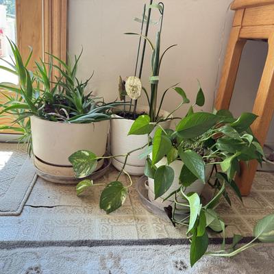 LOT 46F: Trio of Potted Live Plants