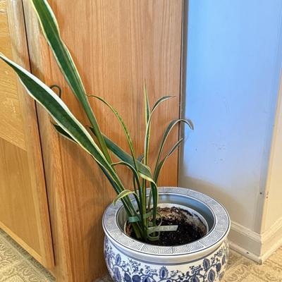LOT 104F: Snake Plant w/ Blue & White Pottery