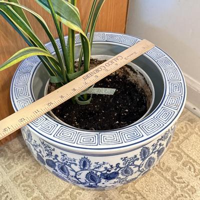 LOT 104F: Snake Plant w/ Blue & White Pottery