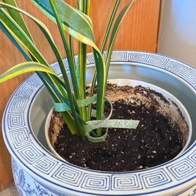 LOT 104F: Snake Plant w/ Blue & White Pottery