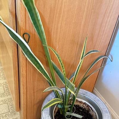 LOT 104F: Snake Plant w/ Blue & White Pottery