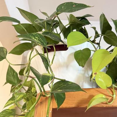 LOT 141F: 2 Pothos Plants in Pots