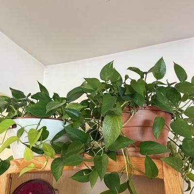 LOT 141F: 2 Pothos Plants in Pots