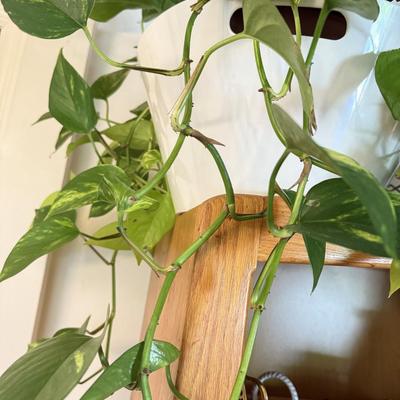 LOT 141F: 2 Pothos Plants in Pots