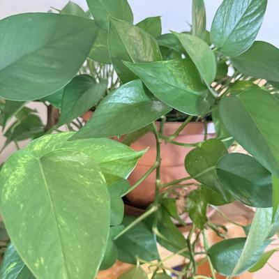 LOT 141F: 2 Pothos Plants in Pots