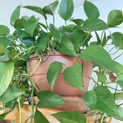 LOT 141F: 2 Pothos Plants in Pots