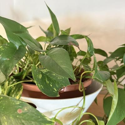 LOT 141F: 2 Pothos Plants in Pots